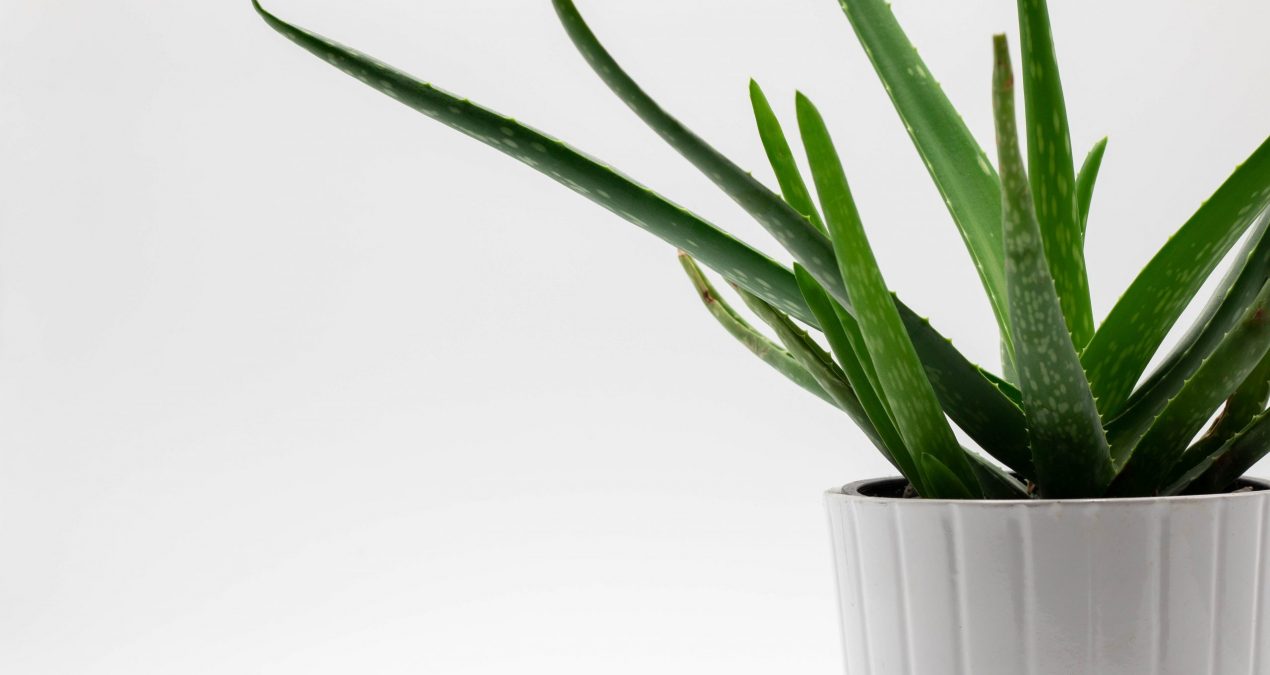 Soin aloe vera : bienfaits de cette plante miracle aux mille vertus